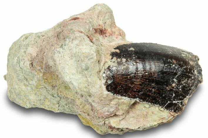 Serrated Abelisaurid Tooth In Situ - Dekkar Formation, Morocco #252291